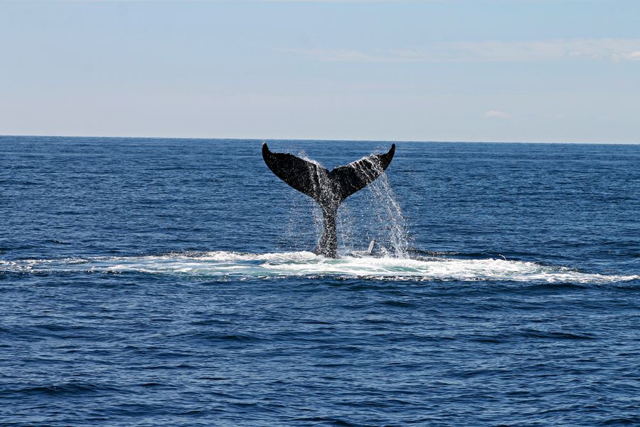 Baleine à bosse breach Pacifique