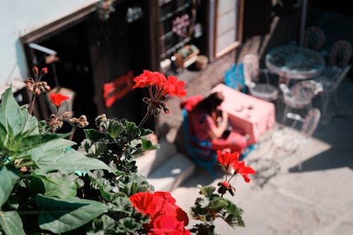 Základová fotografie zdarma na téma červená kytka, červené kytky, dřevěná židle