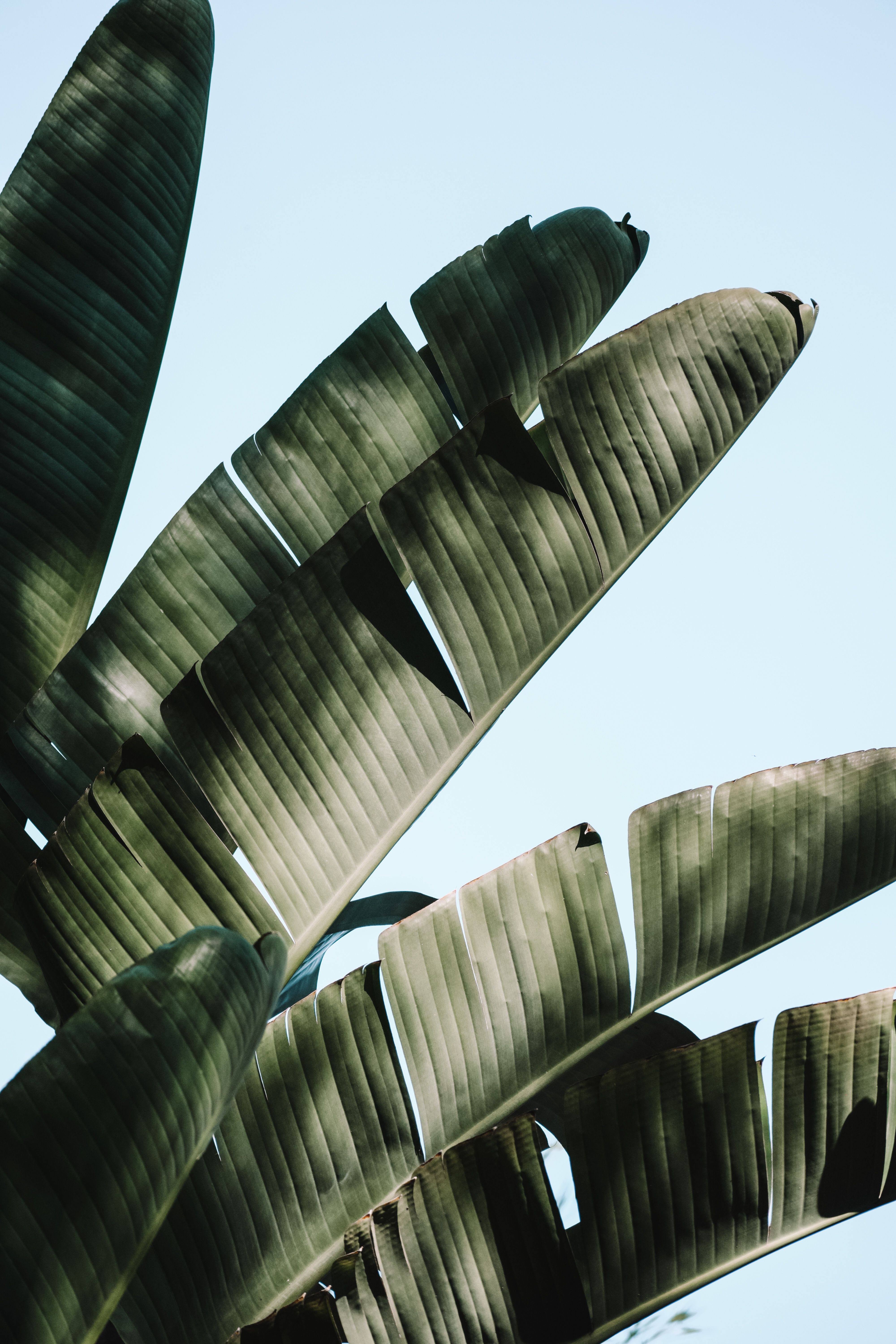 Fotomural Fotolia