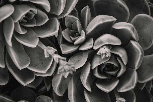 Free Grayscale Photo of Succulent Plants Stock Photo