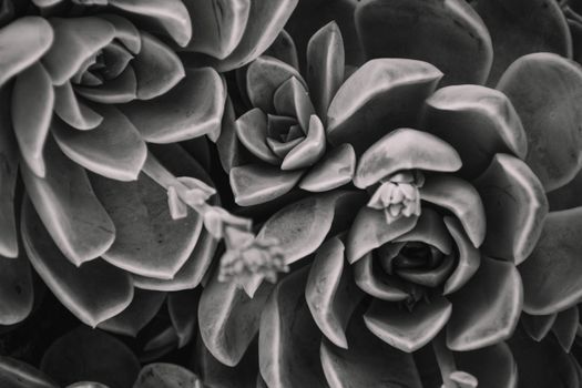 Black and white close-up of succulents showcasing intricate patterns and textures.