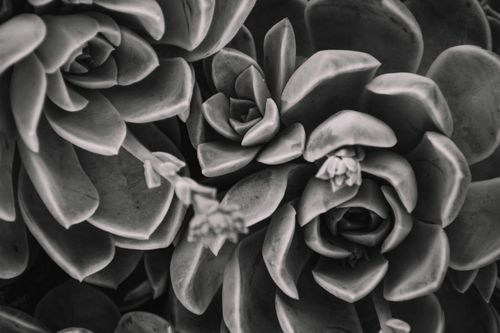Free Black and white close-up of succulents showcasing intricate patterns and textures. Stock Photo