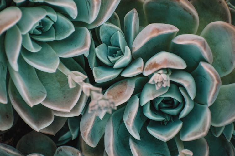 Green Echeveria Succulents