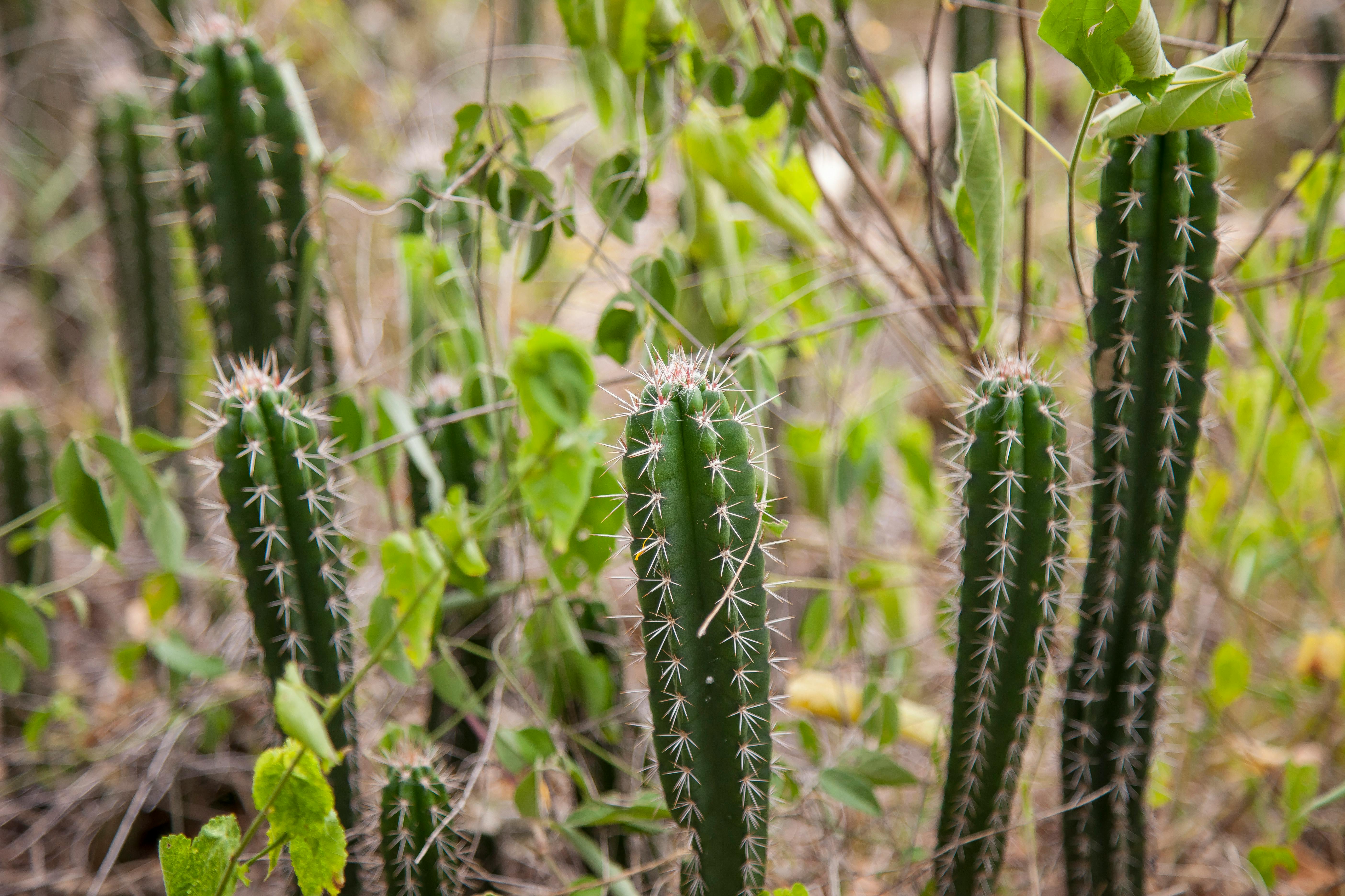 green cactus plants on the garden