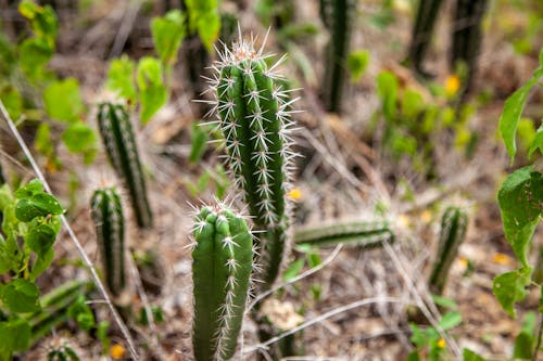 Close Up Photo of a Cactus Plant