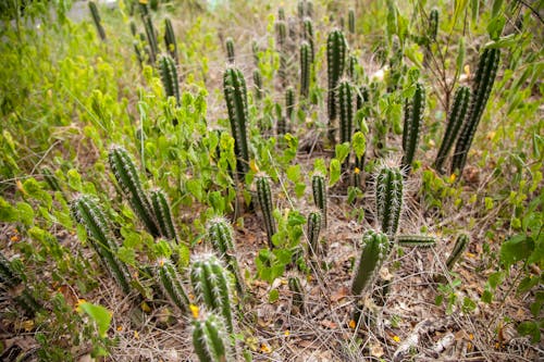 Close-Up Photo of Green Cacti with Spines