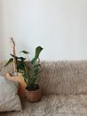 Green Leaf Plant Beside Brown Electric Guitar on Sofa