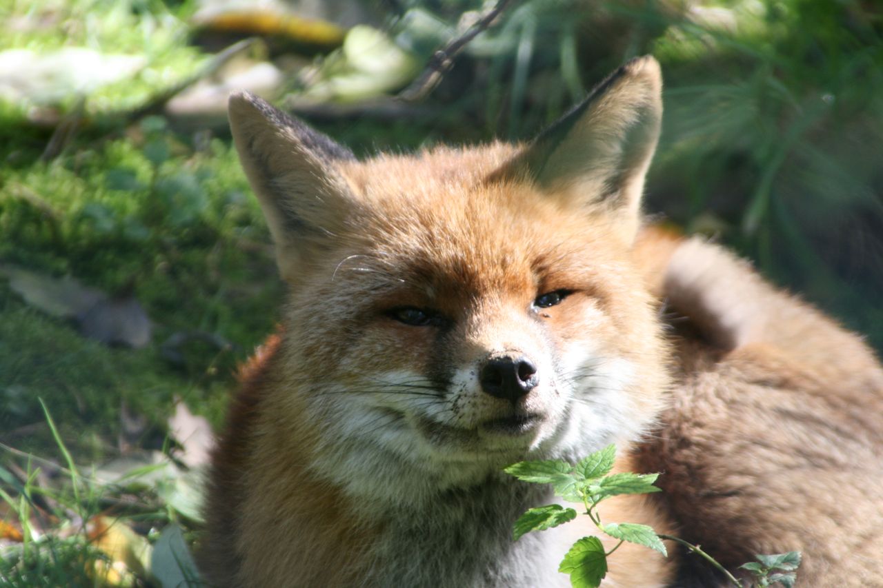 a red fox basking in natural sunlight amidst lush greenery showcasing