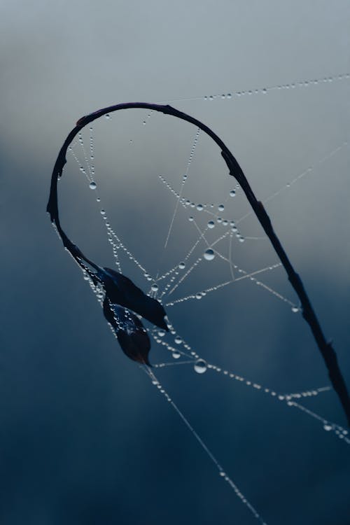 Macro Shot of Spider Web with Dew