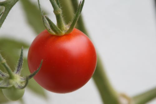 Foto profissional grátis de alimento, tomate