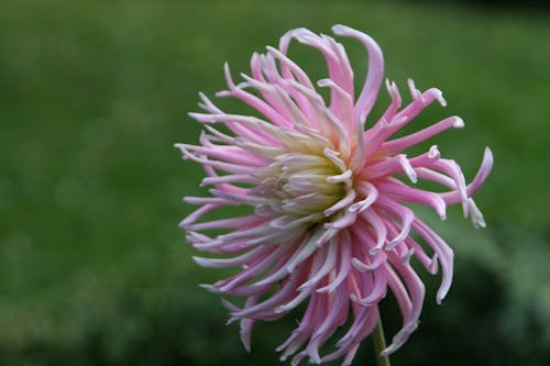 Foto profissional grátis de flor, natureza selvagem