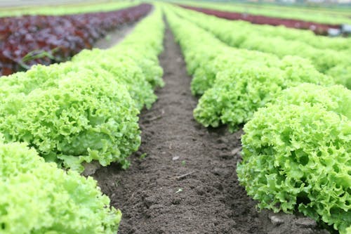 Campo De Plantas Verdes