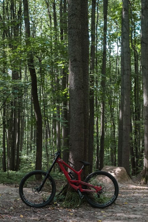Photo of a Red Bicycle Beside a Tree