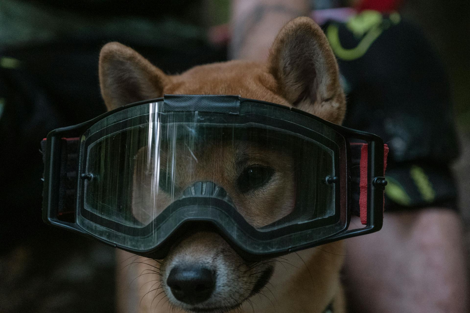 Close-Up Photo of a Shiba Inu Dog Wearing Black Goggles