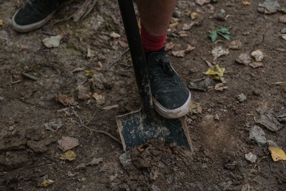Person digging around tree roots with a shovel in garden soil — small tree stump removal by hand in Surrey BC