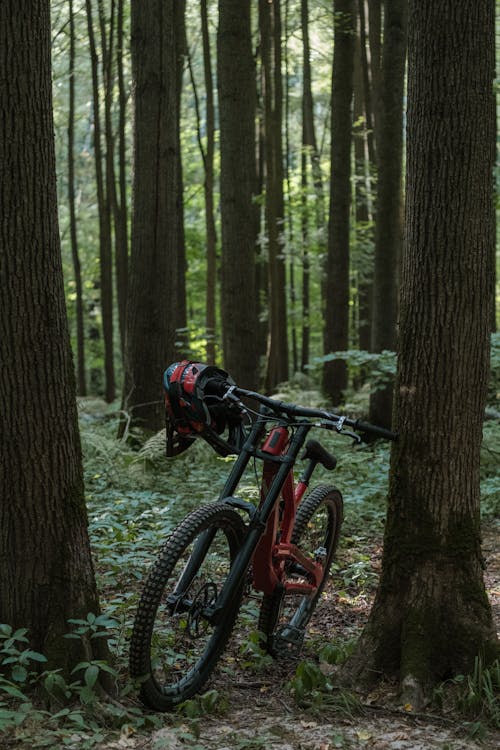 Foto profissional grátis de árvores, bicicleta de montanha, bmx