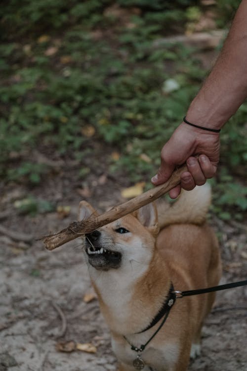 Photo of a Shiba Inu Dog Looking at a Brown Stick