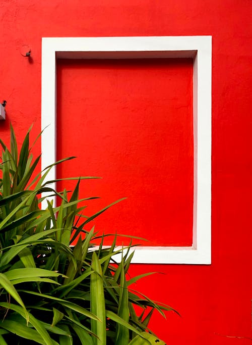 A Plant by a Red Wall with a White Frame