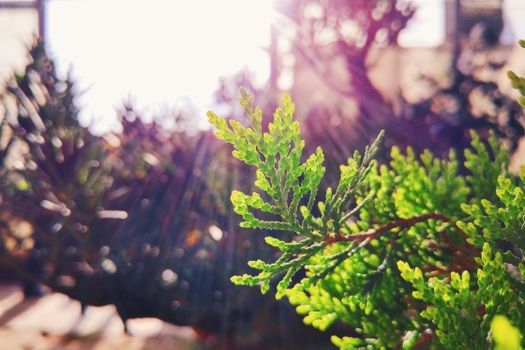 Close-up of a green branch against sunlight, creating a vibrant natural view.