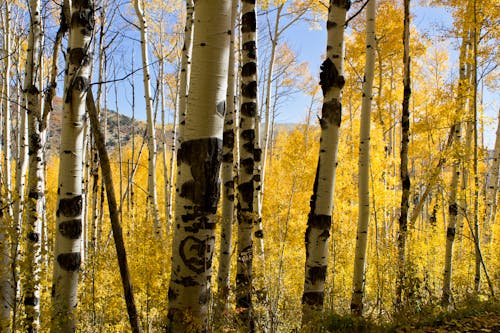 Základová fotografie zdarma na téma aspen stromy, hory, podzimní listí