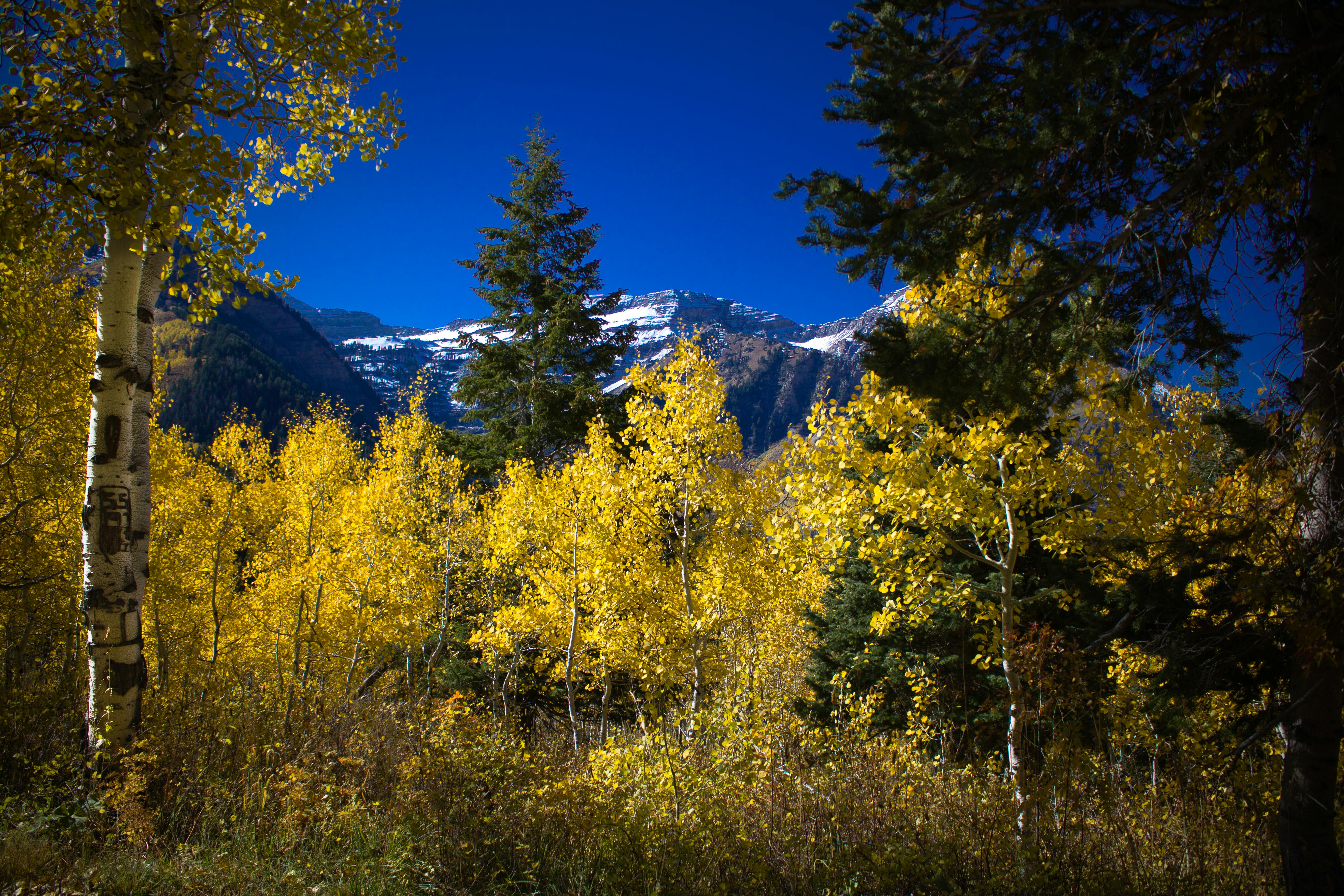 Free stock photo of aspens, fall foliage, fall leaves