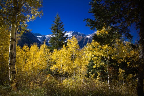 Základová fotografie zdarma na téma aspens, hory, podzimní listí