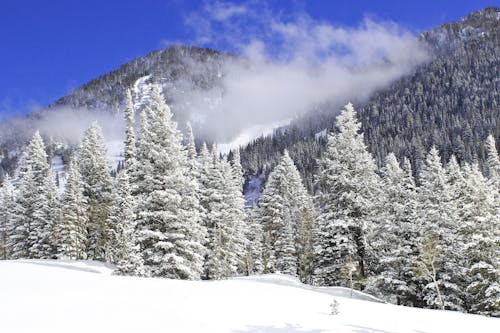 Základová fotografie zdarma na téma sníh, stromy, zima
