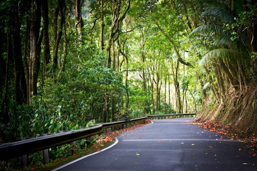 Free stock photo of foliage, hawaii, road