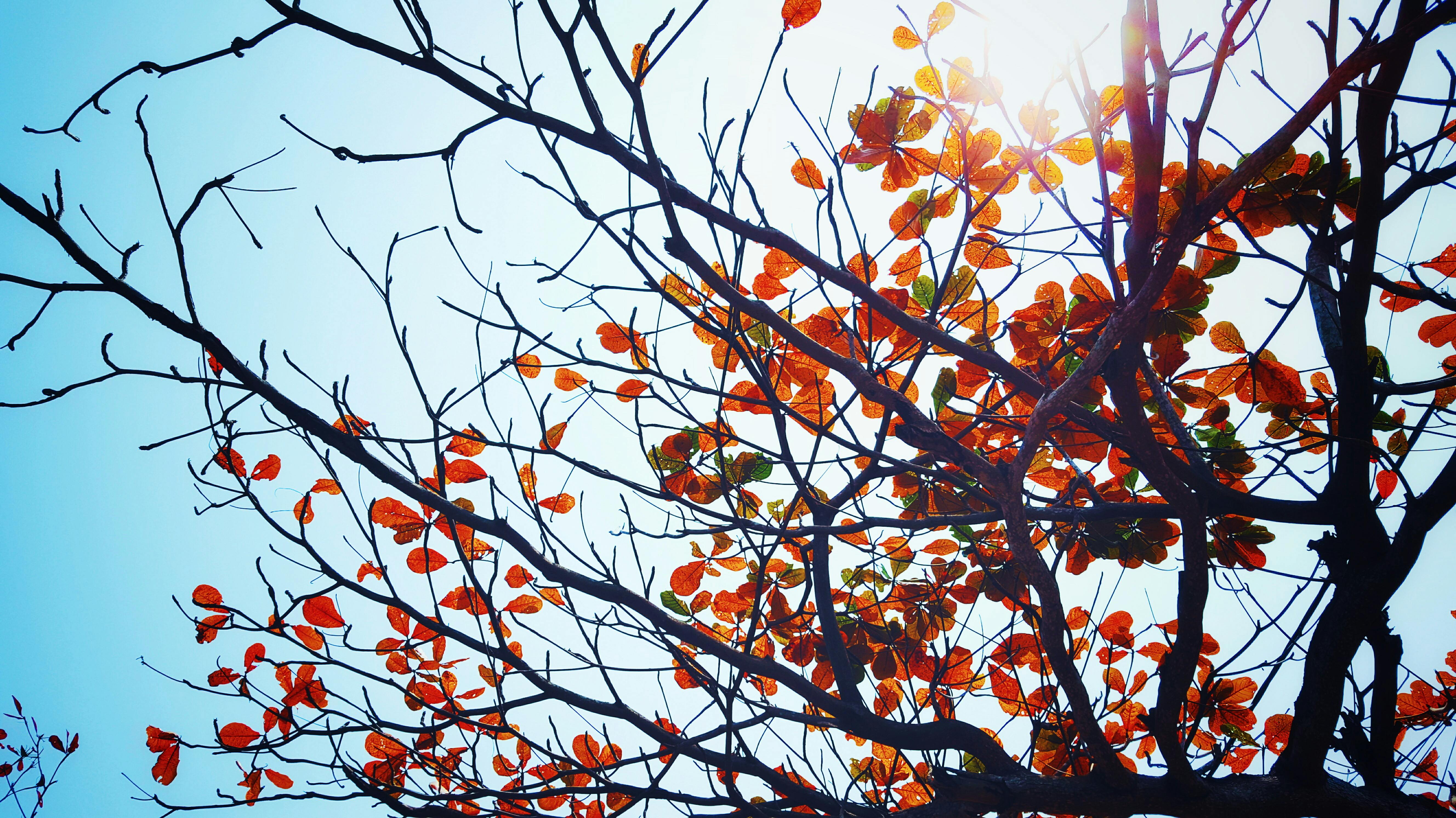 清澈的蓝色晴空映衬着枝头充满活力的秋叶