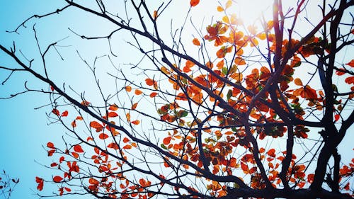 Free Silhouette of Tree Under Blue Sky Stock Photo