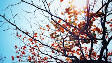 清澈的蓝色晴空映衬着枝头充满活力的秋叶