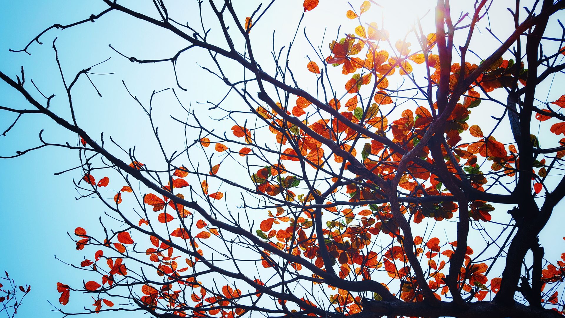 Vibrant autumn leaves on tree branches silhouetted against a clear blue sunny sky.