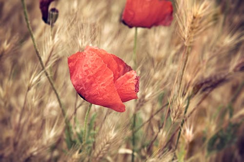 Бесплатное стоковое фото с papaveraceae, выборочный фокус, крупный план