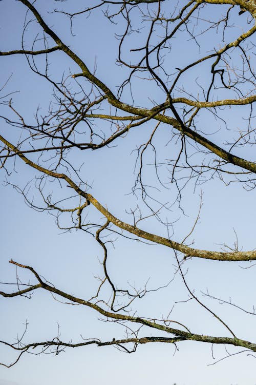 Photos gratuites de branches d'arbre, ciel bleu clair, contre-plongée