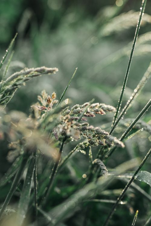 Free Close-up of dew-covered wild grass showing natural elegance and fresh morning ambiance. Stock Photo