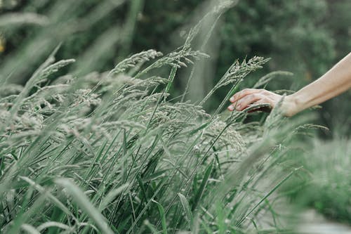 Free Hand of a Person Touching Blades of Grass Stock Photo