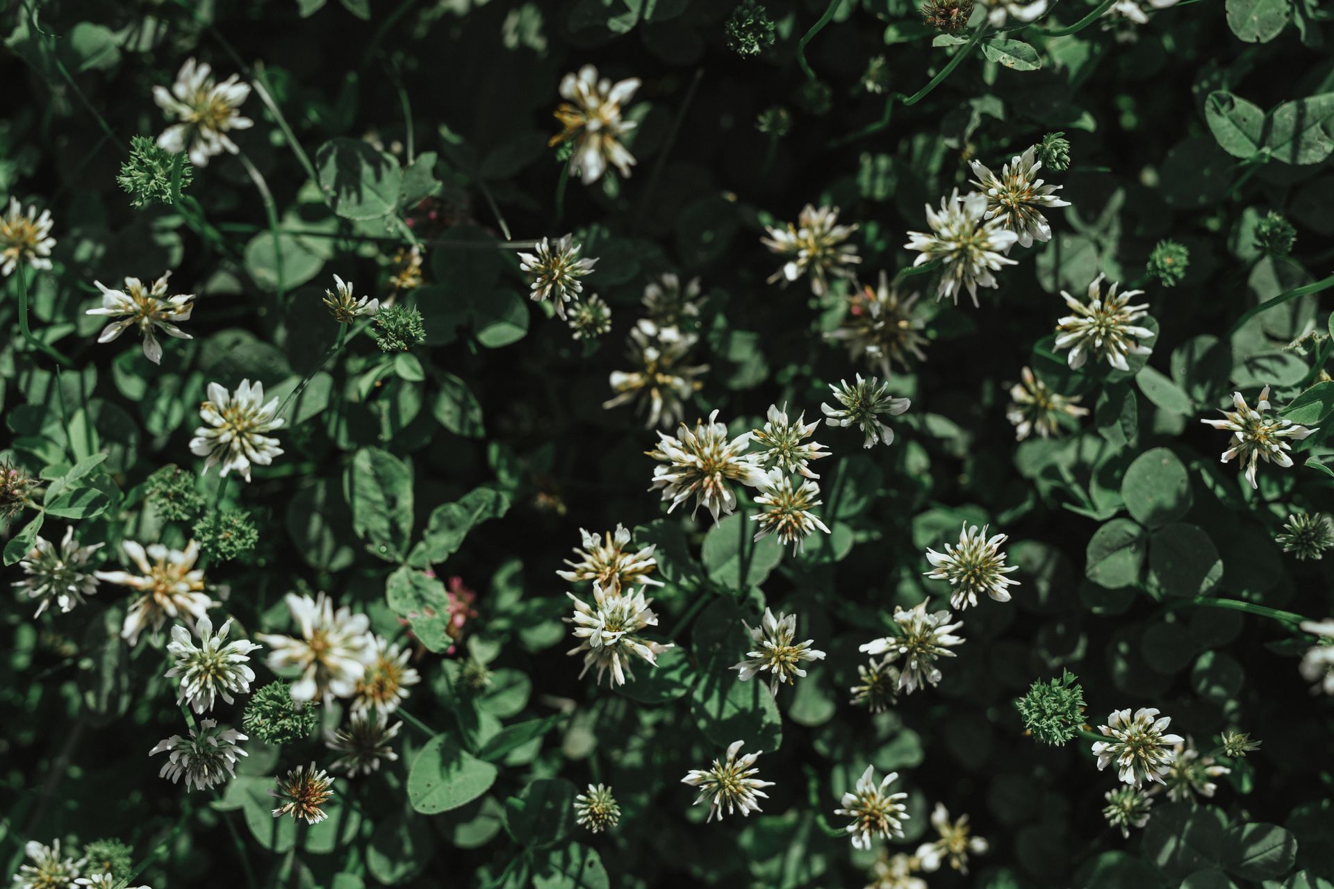 Lush green field with white clover flowers in sunlight, showcasing nature's beauty and growth.