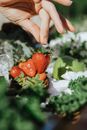 Red Strawberry Fruit on White Textile