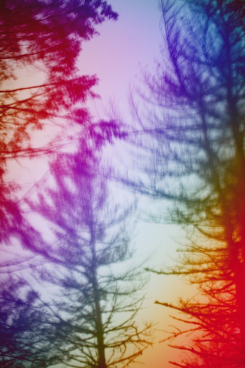 Trees in Colorful Blur