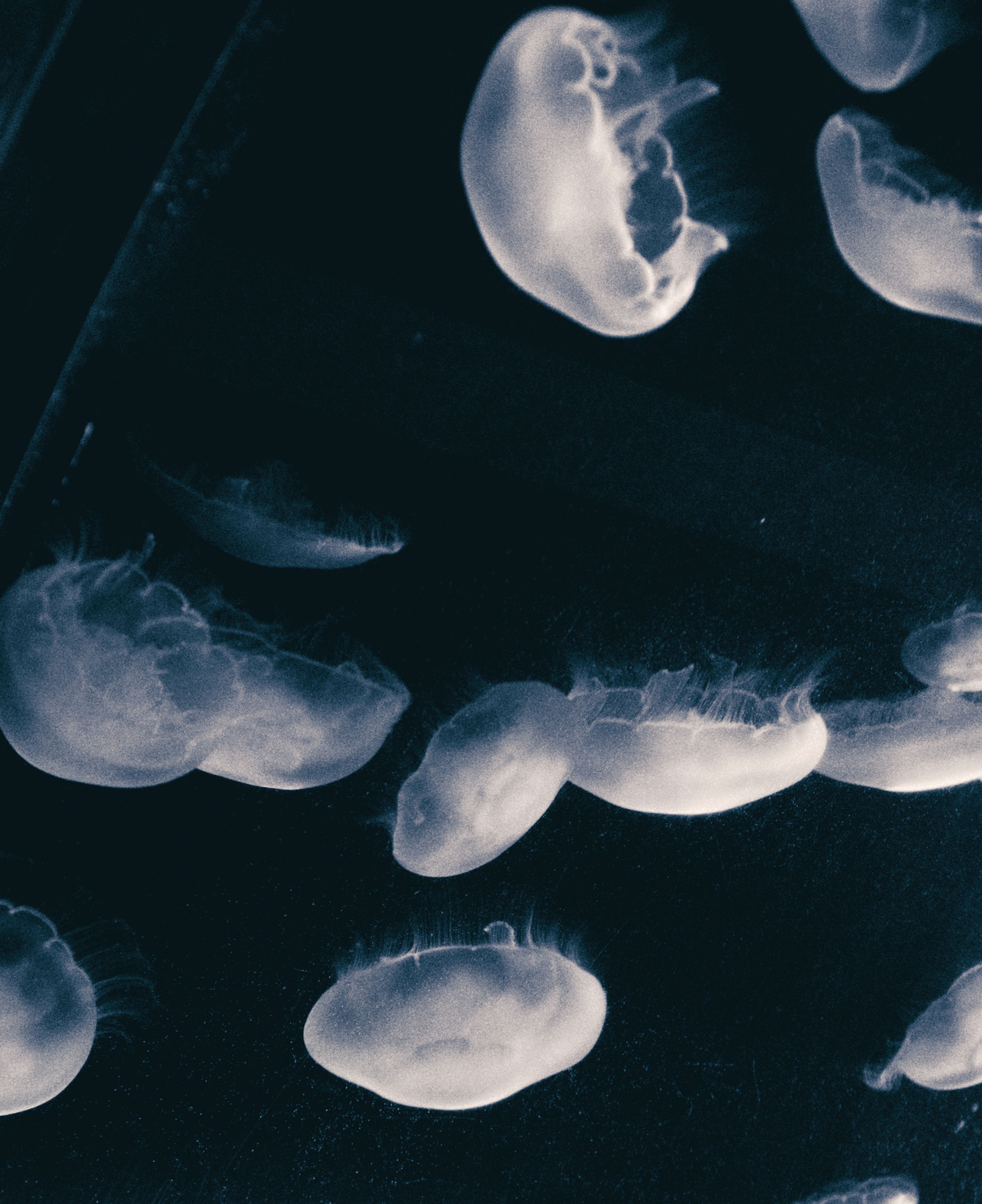 Elegant jellyfish float gracefully through a dark, mysterious aquatic environment.