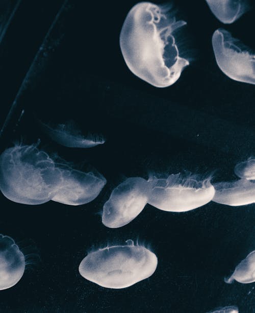 Free Close-Up Shot of Jellyfish Swimming Stock Photo