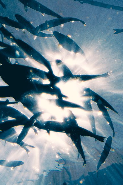 Vibrant underwater scene with fish silhouettes and sun rays creating a dramatic effect.