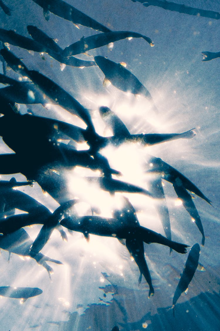 Silhouette Of Fishes Underwater  