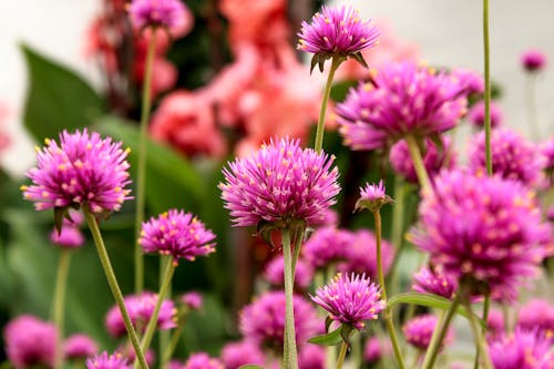 Close-Up Shot of Purple Thistle Flowers in Bloom