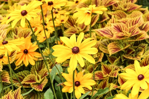 Free Close-Up Shot of Yellow Cosmos in Bloom Stock Photo