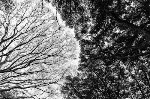 Black and White Photo of Tree Branches