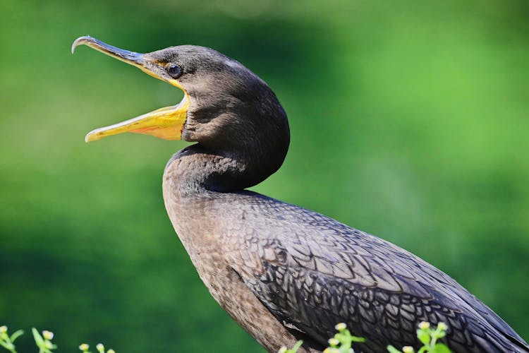 Cormorant Bird With Beak Open