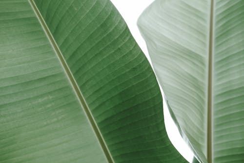 Banana Leaves in Close-up Photography