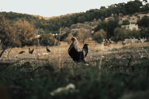 A Hen on a Grassy Field