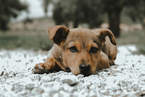 Free Close-Up Shot of a Puppy Stock Photo